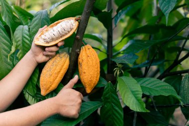 Büyük bir kakao çiftçisinin elindeki parlak sarı kakaonun beyaz posası Tayland çiftliği çiftliğinde olgunlaşıyor. Taze yeşil yaprak arkaplanı Metin için boşluk var.