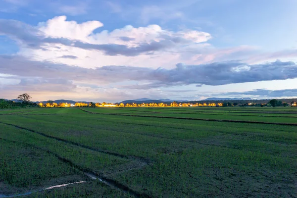 Die Reisfeldlandschaft Wächst Abend Licht Von Der Straße Der Himmel — Stockfoto