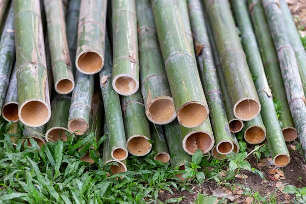 Enfoque Selectivo Bambú Procesado Forma Tubular Madera Natural Versátil Cortar — Foto de Stock