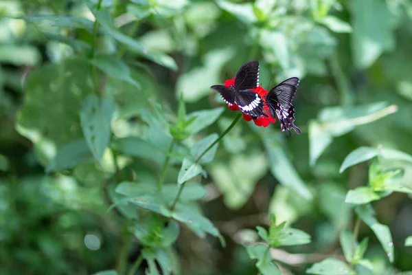 Der Schwarze Schmetterling Fliegt Auf Die Rote Blume Auf Einem — Stockfoto