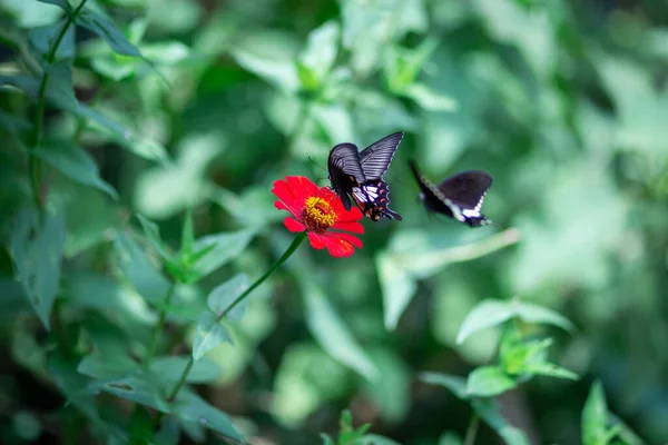 Selektivt Fokus Den Svarte Sommerfuglen Flyr Mot Den Røde Blomsten – stockfoto