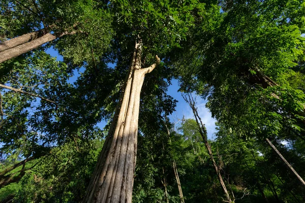 Bosque Árbol Fondo Hojas Verdes Cielo Brillante Mirada Natural Imagen — Foto de Stock