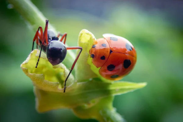 Gros Plan Foyer Sélectif Les Coccinelles Les Fourmis Noires Accrochent — Photo