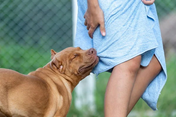 Üç aylık pitbull yavrusu büyük, asi bir kovalamaca, havluyu ısırma. Bir köpeği eğitmek Tayland köpek çiftliğini ele geçirmek değildir.