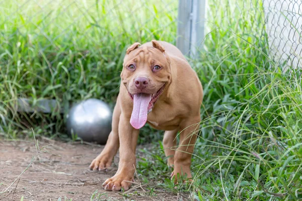 3ヶ月の歳のピッツブル子犬大きくて完璧な若い茶色のピッツブル 広い芝生の大きな檻の中を散歩してください タイの犬飼育場で — ストック写真