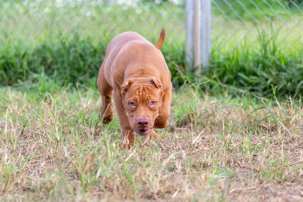 3ヶ月の歳のピッツブル子犬大きくて完璧な若い茶色のピッツブル 広い芝生の大きな檻の中を散歩してください タイの犬飼育場で — ストック写真