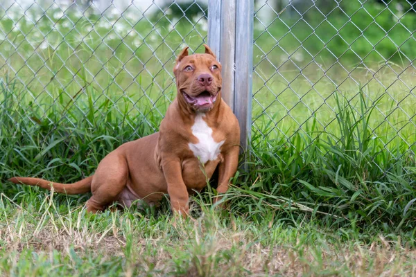Drei Monate Alter Pitbull Welpe Ein Großer Perfekter Junger Brauner — Stockfoto