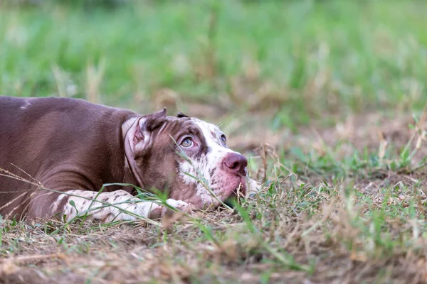 かわいい3ヶ月の歳の子犬 若い小牛 大きく 完全に茶色の色 広い芝生の大きな檻の中に寝そべってください タイの犬飼育場で — ストック写真