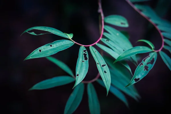 Schöne Grüne Blätter Rote Zweige Sind Gerollt Gibt Spuren Von — Stockfoto