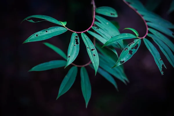 Schöne Grüne Blätter Rote Zweige Sind Gerollt Gibt Spuren Von — Stockfoto