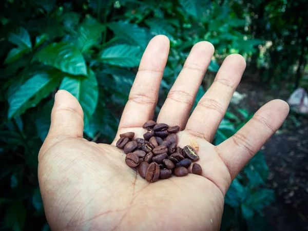 私の手の緑の背景に茶色のローストコーヒー豆コーヒー植物は湿った見て テキストのための部屋を持っている濃い緑の葉を持っています — ストック写真