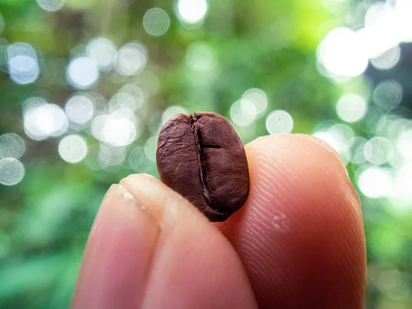 Selektywny Ostrość Brązowy Ziarna Kawy Makro Dłoni Zdjęcie Zbliżenie Palonej — Zdjęcie stockowe