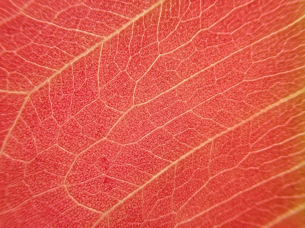 Messa Fuoco Selettiva Rosa Rosso Foglia Texture Macro Sfondo Rosa — Foto Stock