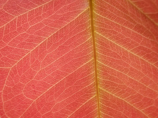 Селективный Фокус Розовый Красный Лист Текстуры Макро Фон Розовый Лист — стоковое фото