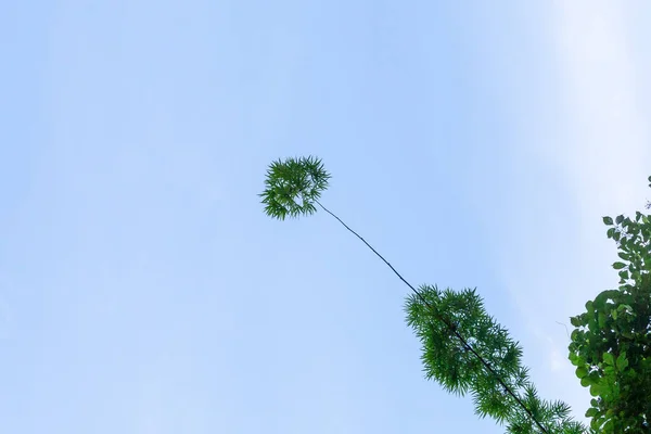 Estranho Forma Alto Bambu Ramos Tarde Céu Fundo Tem Espaço — Fotografia de Stock