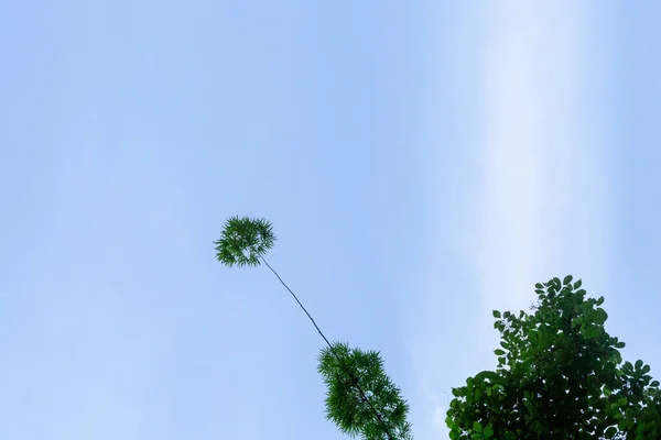 Extraño Forma Alto Bambú Ramas Tarde Cielo Fondo Tiene Espacio —  Fotos de Stock