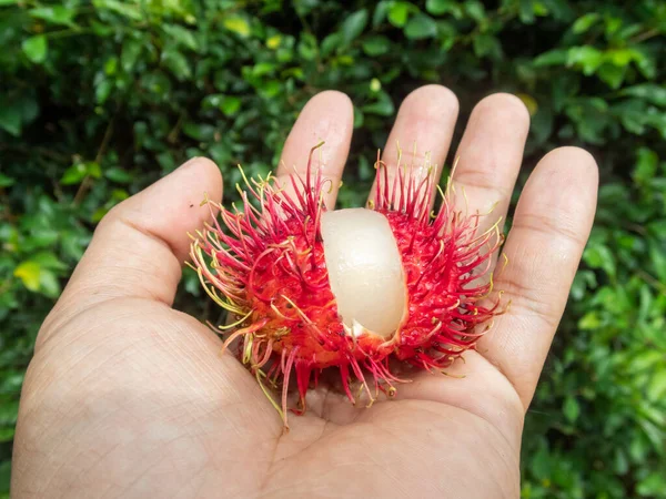 Foco Seletivo Rambutan Grande Fruta Vermelha Mão Verde Folha Fundo — Fotografia de Stock