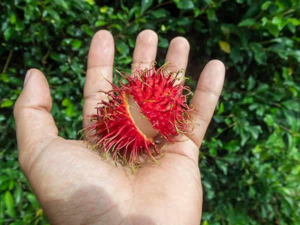 Selective Focus Rambutan Big Red Fruit Hand Green Leaf Background — Stock Photo, Image