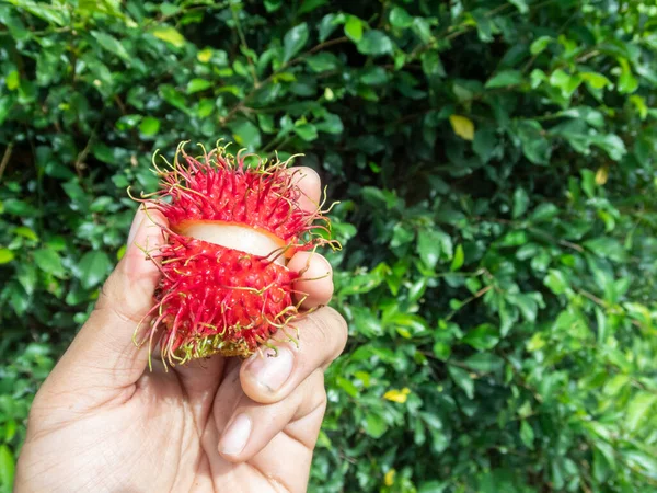 Foco Seletivo Rambutan Grande Fruta Vermelha Mão Verde Folha Fundo — Fotografia de Stock