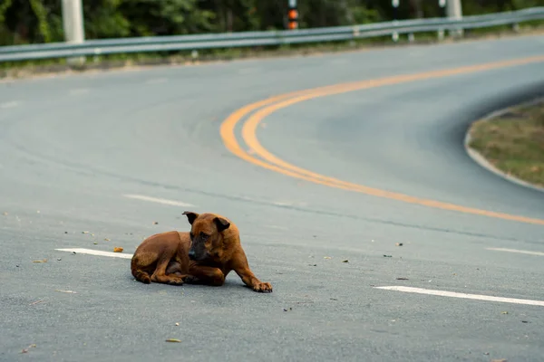 Sokakta Yatan Seçici Sokak Köpeği Mesaj Için Yer Var Tehlike — Stok fotoğraf