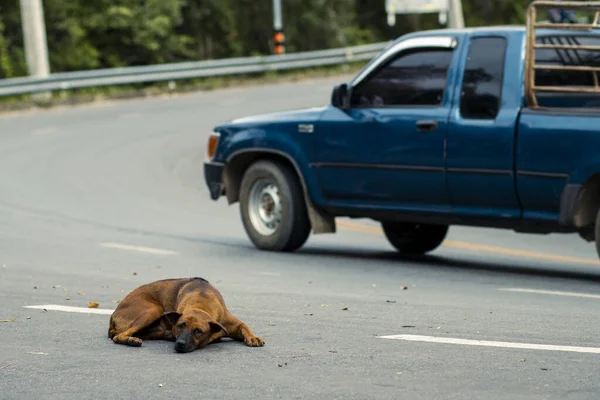 Sokakta Yatan Seçici Sokak Köpeği Mesaj Için Yer Var Tehlike — Stok fotoğraf
