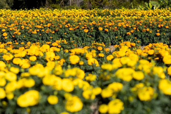 Fuoco Selettivo Calendule Gialle Nel Giardino Fiorito Stanno Crescendo Piena — Foto Stock