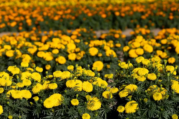 Fuoco Selettivo Calendule Gialle Nel Giardino Fiorito Stanno Crescendo Piena — Foto Stock