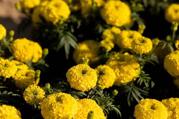 Fuoco Selettivo Calendule Gialle Nel Giardino Fiorito Stanno Crescendo Piena — Foto Stock