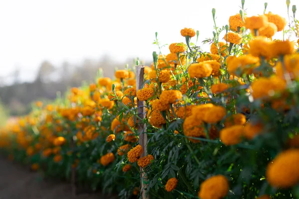 Messa Fuoco Selettiva Calendule Arancioni Giardino Perché Fiori Sono Piena — Foto Stock