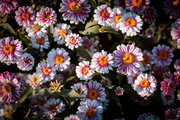 Enfoque Selectivo Zinnia Blanco Rosa Amarillo Hermoso Zinnia Hay Espacio —  Fotos de Stock