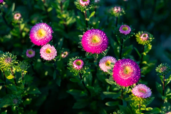 선택적으로 자주색 꽃들을 타이의 정원에 집중시키고 겨울에 이름은 아스터 보니타 — 스톡 사진