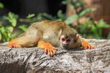 Sincap maymun Amazon Ekvador ormanda bakmak