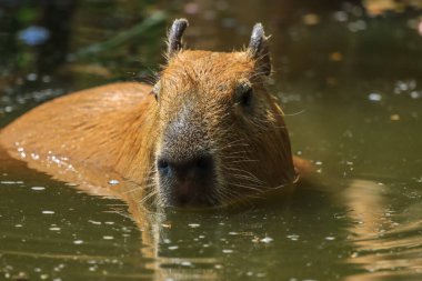 Capybara suya daldı, sıcaktan kaçtı ve yiyecek aradı..