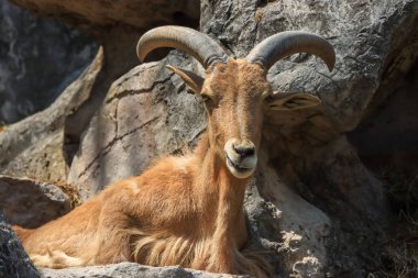 Uzun boynuzlu keçi dik dik bakıyordu..