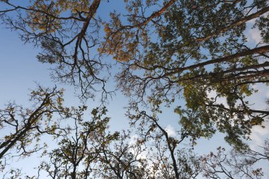 Düşen Yaz Ağaçları Yaprakları Güzel Şablon Gökyüzü Arkaplanı