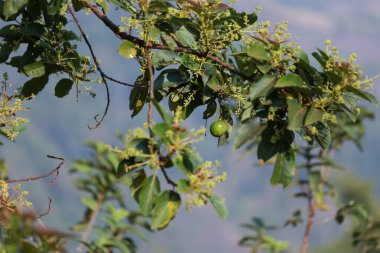 Çiçekli avokado ağacı, ağaçta meyve, avokado meyvesi seti, yeşil yaprak, yeşil meyve.,