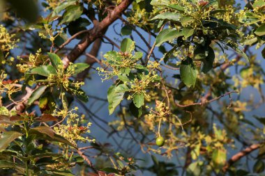 Çiçekli avokado ağacı, ağaçta meyve, avokado meyvesi seti, yeşil yaprak, yeşil meyve.,