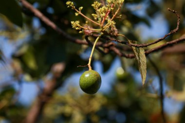 Çiçekli avokado ağacı, ağaçta meyve, avokado meyvesi seti, yeşil yaprak, yeşil meyve.,