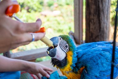 Genç bir papağan şırıngayı besliyor. Mavi-sarı papağan elle besleniyor aç papağanlar