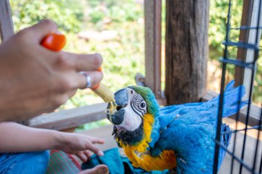 Genç bir papağan şırıngayı besliyor. Mavi-sarı papağan elle besleniyor aç papağanlar