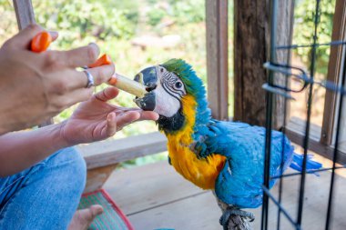 Genç bir papağan şırıngayı besliyor. Mavi-sarı papağan elle besleniyor aç papağanlar