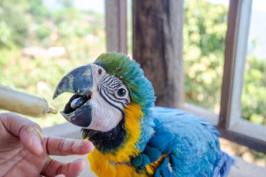 Genç bir papağan şırıngayı besliyor. Mavi-sarı papağan elle besleniyor aç papağanlar