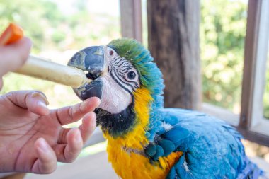 Genç bir papağan şırıngayı besliyor. Mavi-sarı papağan elle besleniyor aç papağanlar