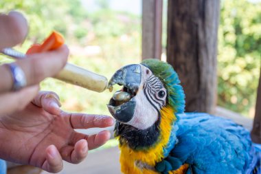 Genç bir papağan şırıngayı besliyor. Mavi-sarı papağan elle besleniyor aç papağanlar