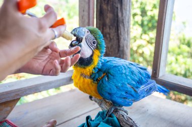 Genç bir papağan şırıngayı besliyor. Mavi-sarı papağan elle besleniyor aç papağanlar