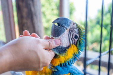 Genç papağan dokunduğum elimle sevecen ve evcildi..