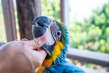 Genç papağan dokunduğum elimle sevecen ve evcildi..
