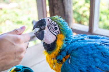 Genç papağan dokunduğum elimle sevecen ve evcildi..