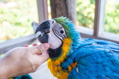 Genç papağan dokunduğum elimle sevecen ve evcildi..