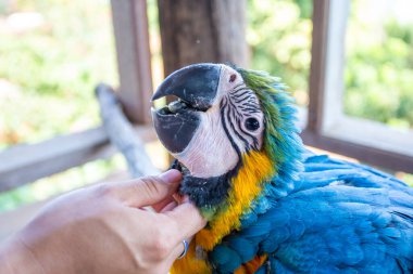 Genç papağan dokunduğum elimle sevecen ve evcildi..